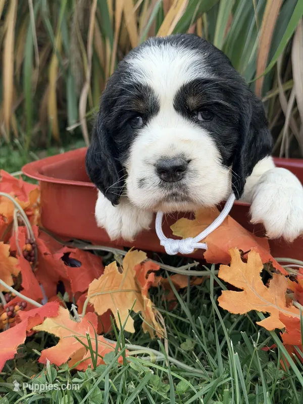 Blk tri white collar  – English Springer Spaniel puppy for sale in Baldwin, WI