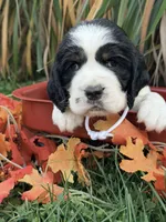 Blk tri white collar , a female English Springer Spaniel for sale in Baldwin, WI – 1 of 2