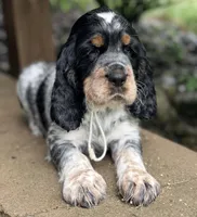 Black tri roan- white , a male English Springer Spaniel for sale in Baldwin, WI – 2 of 6