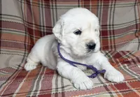 Female cream , a female English Cream Golden Retriever for sale in Baldwin, WI – 2 of 5