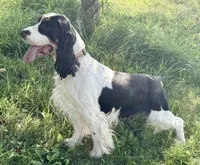 Reno, a male English Springer Spaniel for sale in Baldwin, WI – 3 of 3