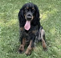 Fern, a female English Springer Spaniel for sale in Baldwin, WI – 2 of 3