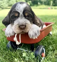 Ready Aug 18 white , a female English Springer Spaniel for sale in Baldwin, WI – 3 of 3