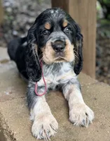 Black tri roan-maroon, a male English Springer Spaniel for sale in Baldwin, WI – 3 of 5