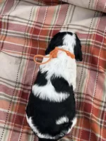 Blk tri roan orange , a male English Springer Spaniel for sale in Baldwin, WI – 3 of 3