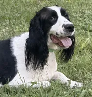 June , a female English Springer Spaniel for sale in Baldwin, WI – 6 of 6