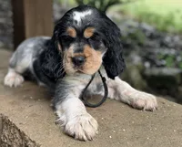 Black tri roan- black, a male English Springer Spaniel for sale in Baldwin, WI – 3 of 4