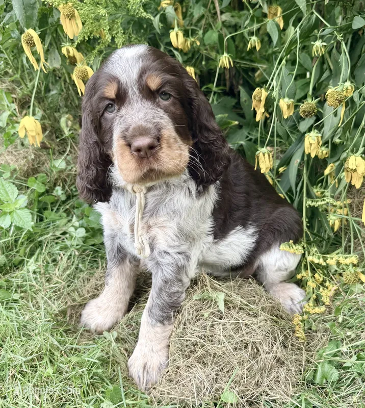 Ready Aug 18 white  – English Springer Spaniel puppy for sale in Baldwin, WI