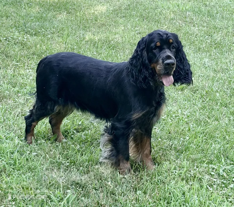 Fern – English Springer Spaniel puppy for sale in Baldwin, WI