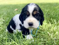 Ready Aug 18 teal , a female English Springer Spaniel for sale in Baldwin, WI – 3 of 3