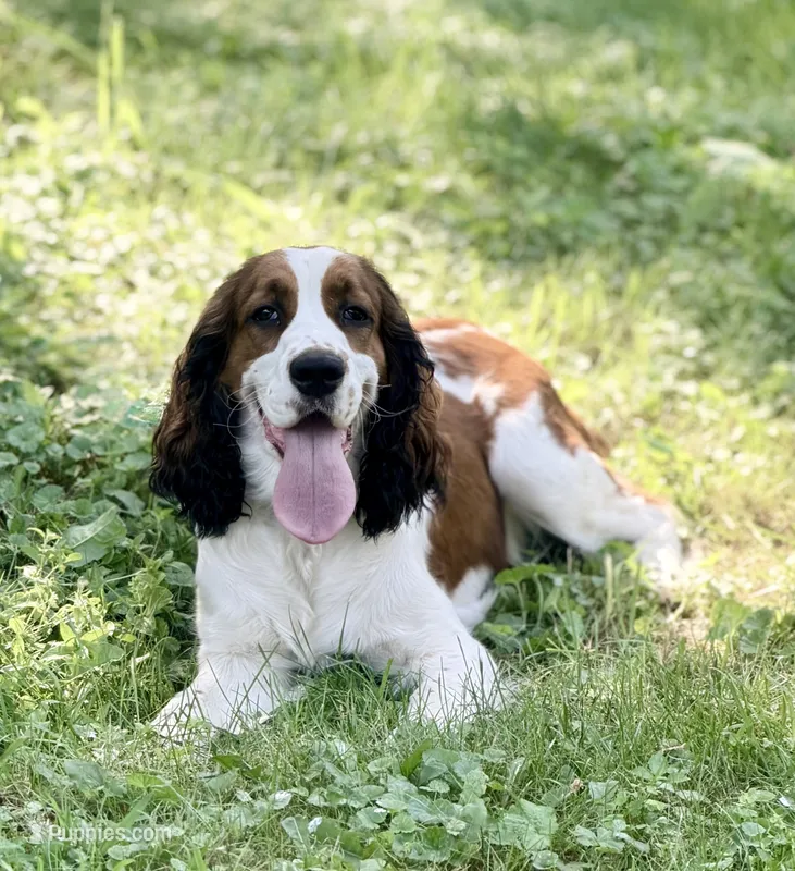 Piper – English Springer Spaniel puppy for sale in Baldwin, WI
