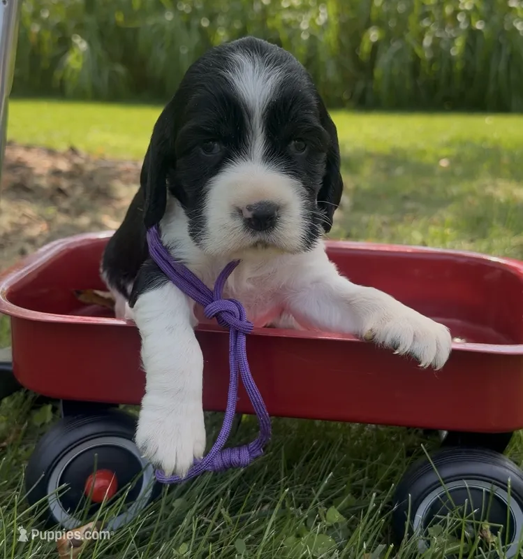 Ready Aug 18 purple  – English Springer Spaniel puppy for sale in Baldwin, WI