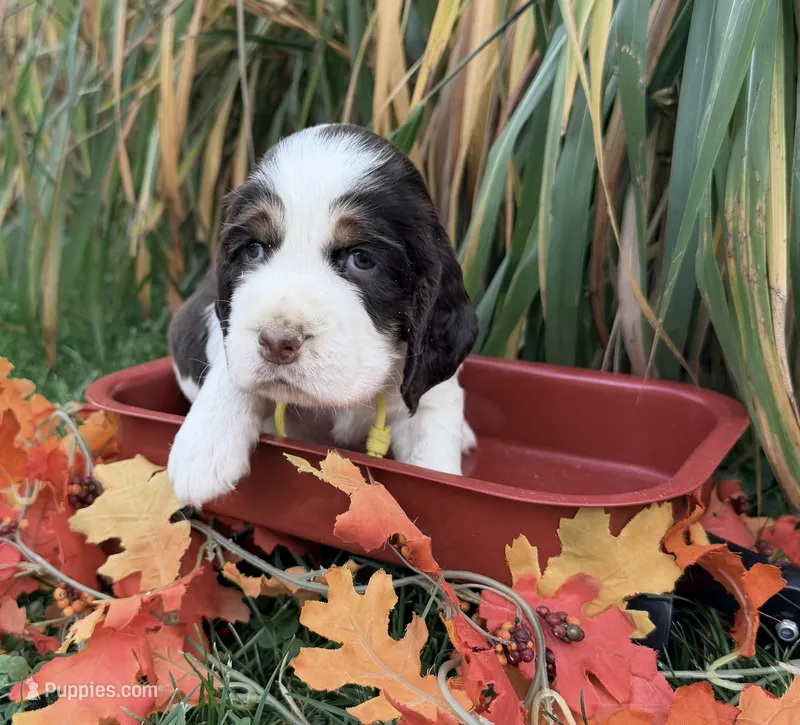 Liver tri yellow collar  – English Springer Spaniel puppy for sale in Baldwin, WI