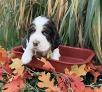 Liver tri yellow collar , a female English Springer Spaniel for sale in Baldwin, WI – 1 of 3