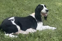 June , a female English Springer Spaniel for sale in Baldwin, WI – 4 of 6