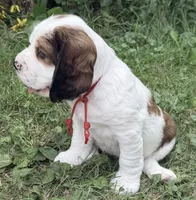 Sable male , a male English Springer Spaniel for sale in Baldwin, WI – 4 of 10
