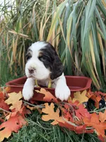 Liver tri yellow collar , a female English Springer Spaniel for sale in Baldwin, WI – 2 of 3