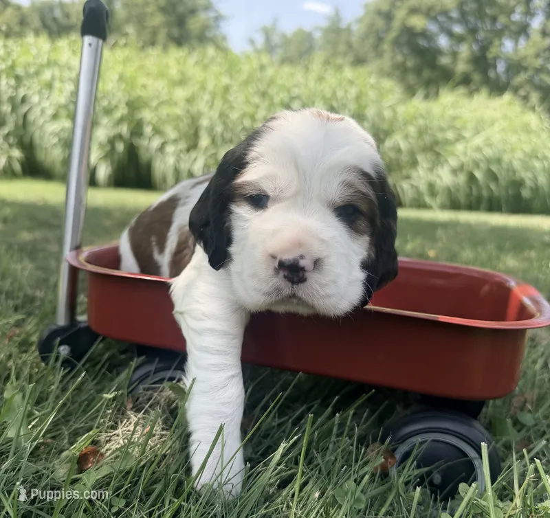 Ready Aug 18 red  – English Springer Spaniel puppy for sale in Baldwin, WI
