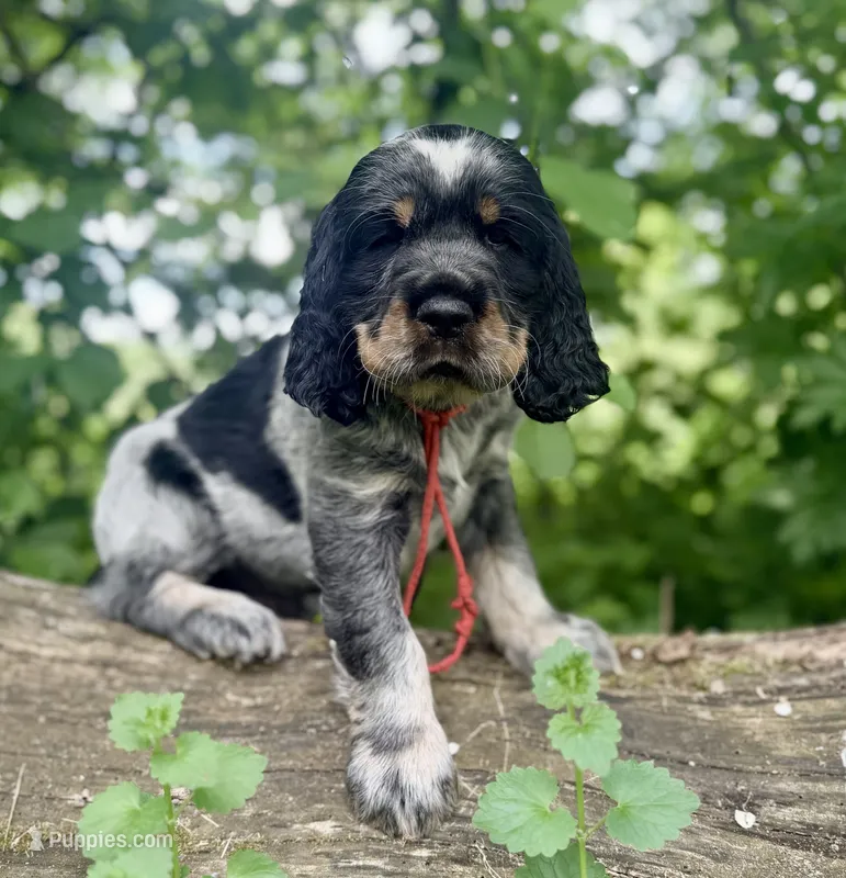 Black tri roan- red  – English Springer Spaniel puppy for sale in Baldwin, WI