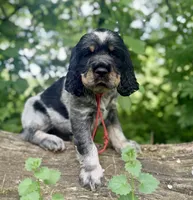 Black tri roan- red , a male English Springer Spaniel for sale in Baldwin, WI – 1 of 3