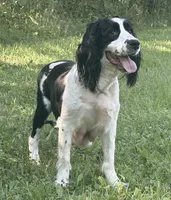 June , a female English Springer Spaniel for sale in Baldwin, WI – 3 of 6