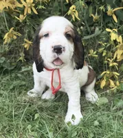 Sable male , a male English Springer Spaniel for sale in Baldwin, WI – 6 of 10