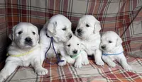 Female cream , a female English Cream Golden Retriever for sale in Baldwin, WI – 5 of 5