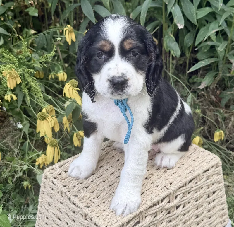 Ready Aug 18 teal  – English Springer Spaniel puppy for sale in Baldwin, WI