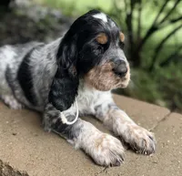 Black tri roan- white , a male English Springer Spaniel for sale in Baldwin, WI – 6 of 6