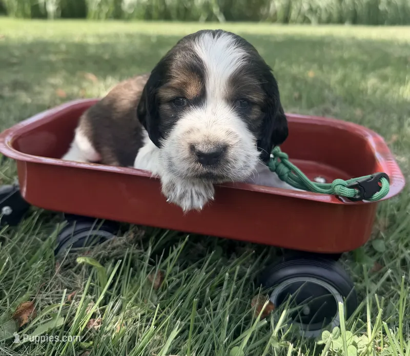 Ready Aug 18 green  – English Springer Spaniel puppy for sale in Baldwin, WI