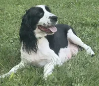 June , a female English Springer Spaniel for sale in Baldwin, WI – 5 of 6