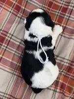 Blk tri white collar , a female English Springer Spaniel for sale in Baldwin, WI – 2 of 2