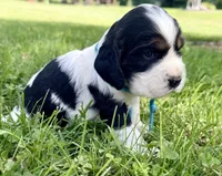 Ready Aug 18 teal , a female English Springer Spaniel for sale in Baldwin, WI – 2 of 3