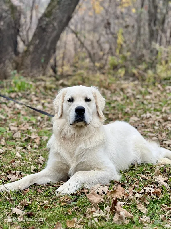 Iggy  – English Cream Golden Retriever puppy for sale in Baldwin, WI