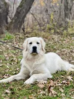 Iggy , a male English Cream Golden Retriever for sale in Baldwin, WI – 1 of 3
