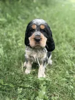 Black tri roan- gray , a male English Springer Spaniel for sale in Baldwin, WI – 3 of 3