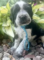 B/w roan Rdy July 21 , a female English Springer Spaniel for sale in Baldwin, WI – 2 of 4