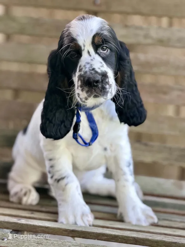 BLUE COLLAR – English Springer Spaniel puppy for sale in Baldwin, WI