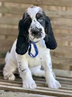 BLUE COLLAR, a male English Springer Spaniel for sale in Baldwin, WI – 1 of 1
