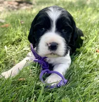 Ready Aug 18 purple , a female English Springer Spaniel for sale in Baldwin, WI – 3 of 3