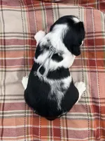 Blk tri gray collar , a male English Springer Spaniel for sale in Baldwin, WI – 2 of 2