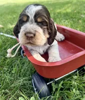 Ready Aug 18 white , a female English Springer Spaniel for sale in Baldwin, WI – 2 of 3