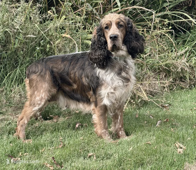 Sable roan 4 yr old  – English Springer Spaniel puppy for sale in Baldwin, WI