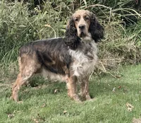 Sable roan 4 yr old , a female English Springer Spaniel for sale in Baldwin, WI – 1 of 2