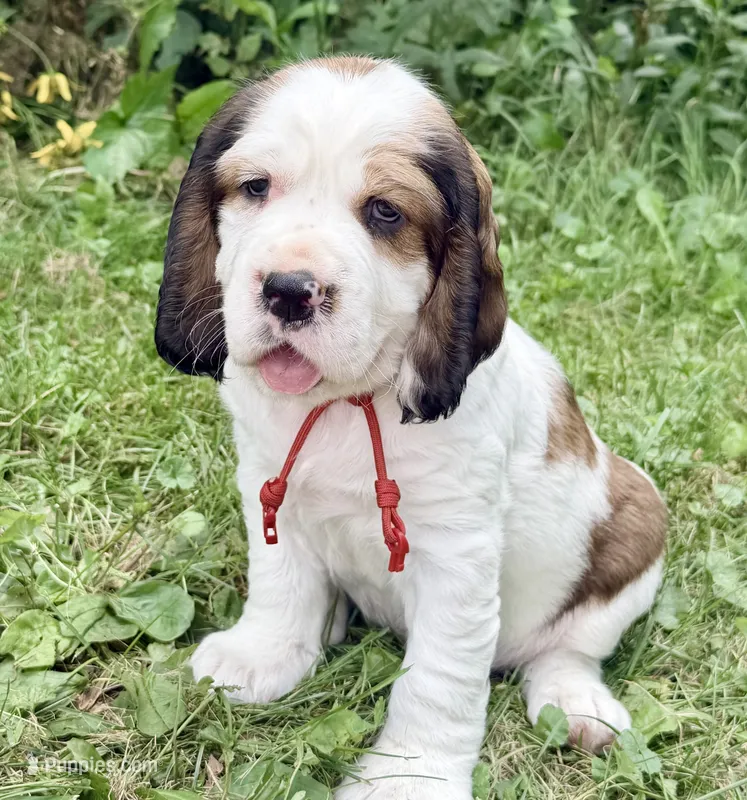 Ready Aug 18 red  – English Springer Spaniel puppy for sale in Baldwin, WI