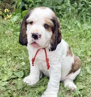Sable male , a male English Springer Spaniel for sale in Baldwin, WI – 1 of 10