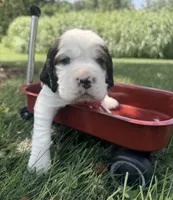 Ready Aug 18 red , a male English Springer Spaniel for sale in Baldwin, WI – 3 of 3