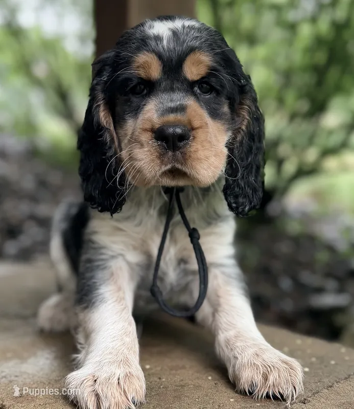 Black tri roan- black – English Springer Spaniel puppy for sale in Baldwin, WI