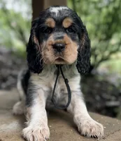 Black tri roan- black, a male English Springer Spaniel for sale in Baldwin, WI – 1 of 4