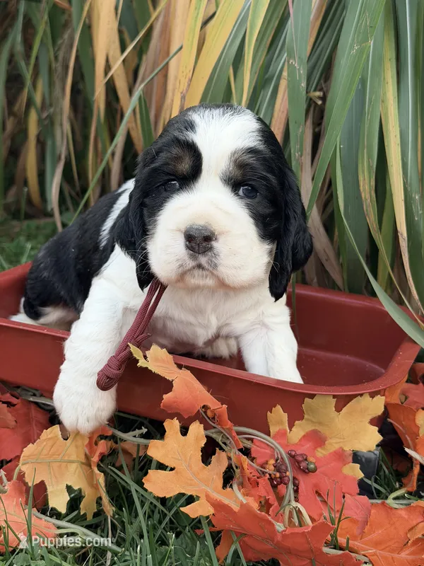 Black tri maroon collar  – English Springer Spaniel puppy for sale in Baldwin, WI